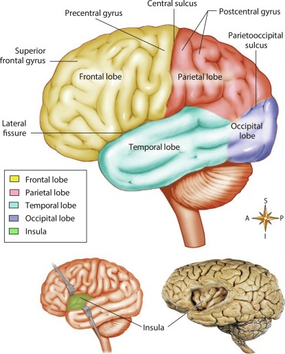 anatomy and physiology of cerebrum